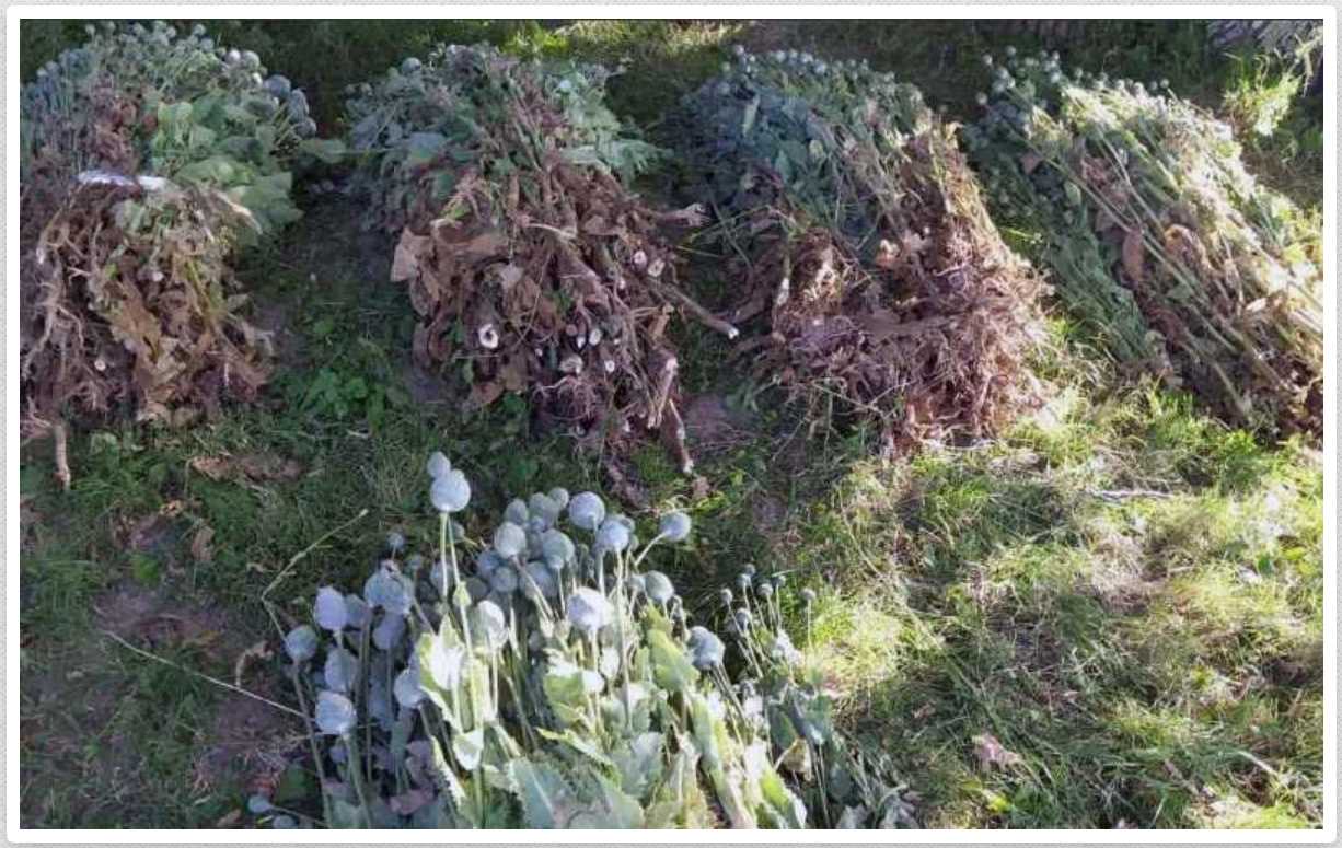 Дільничні офіцери Дністровського районного відділу поліції виявили у буковинця понад дві тисяч нарковмісних рослин