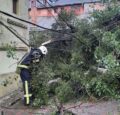 На вулиці Ольжича у Чернівцях сильний вітер повалив дерево