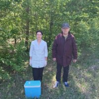На Сокирянщині розпочалась робота з пероральної імунізації диких м’ясоїдних тварин від сказу