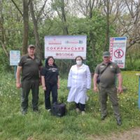 На Сокирянщині розпочалась робота з пероральної імунізації диких м’ясоїдних тварин від сказу